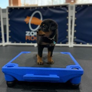 registered rottweiler puppies for sale