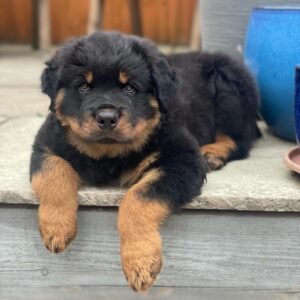 mini rottie puppies for sale