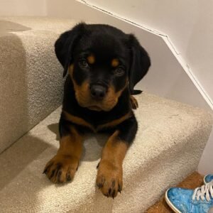 for sale rottweiler puppies