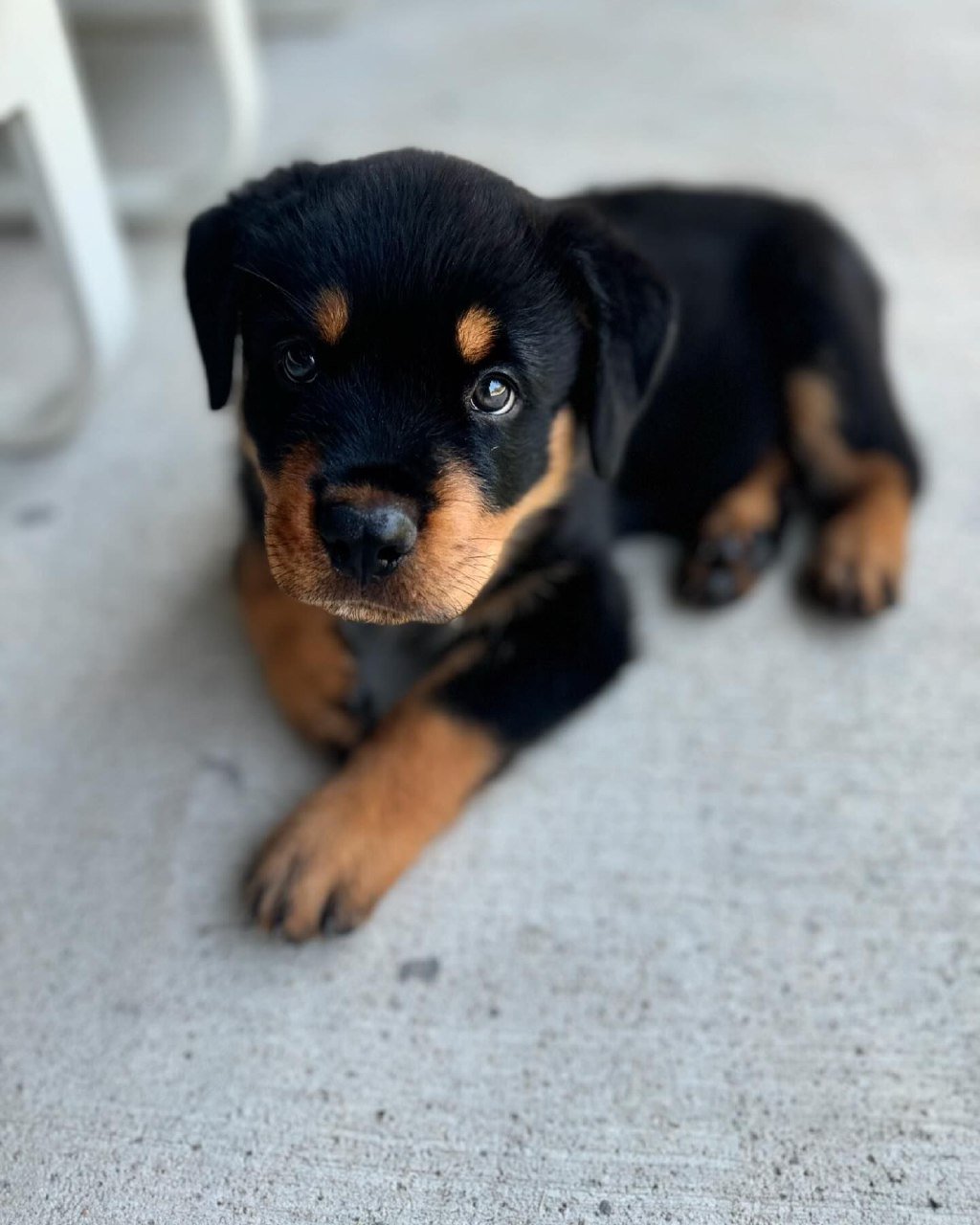 cheap rottweiler puppies for sale