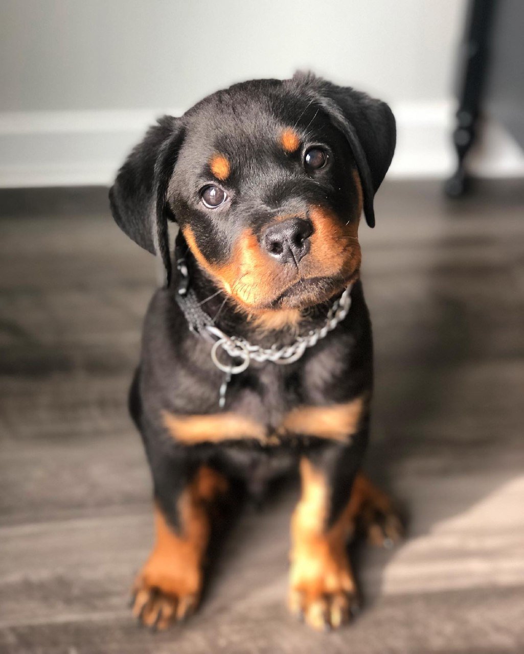 akc rottweiler puppies for sale
