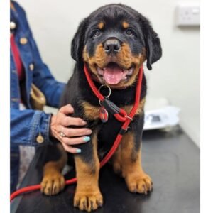 rotties