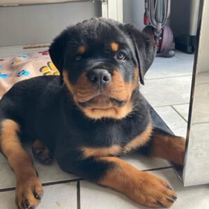 rottie
