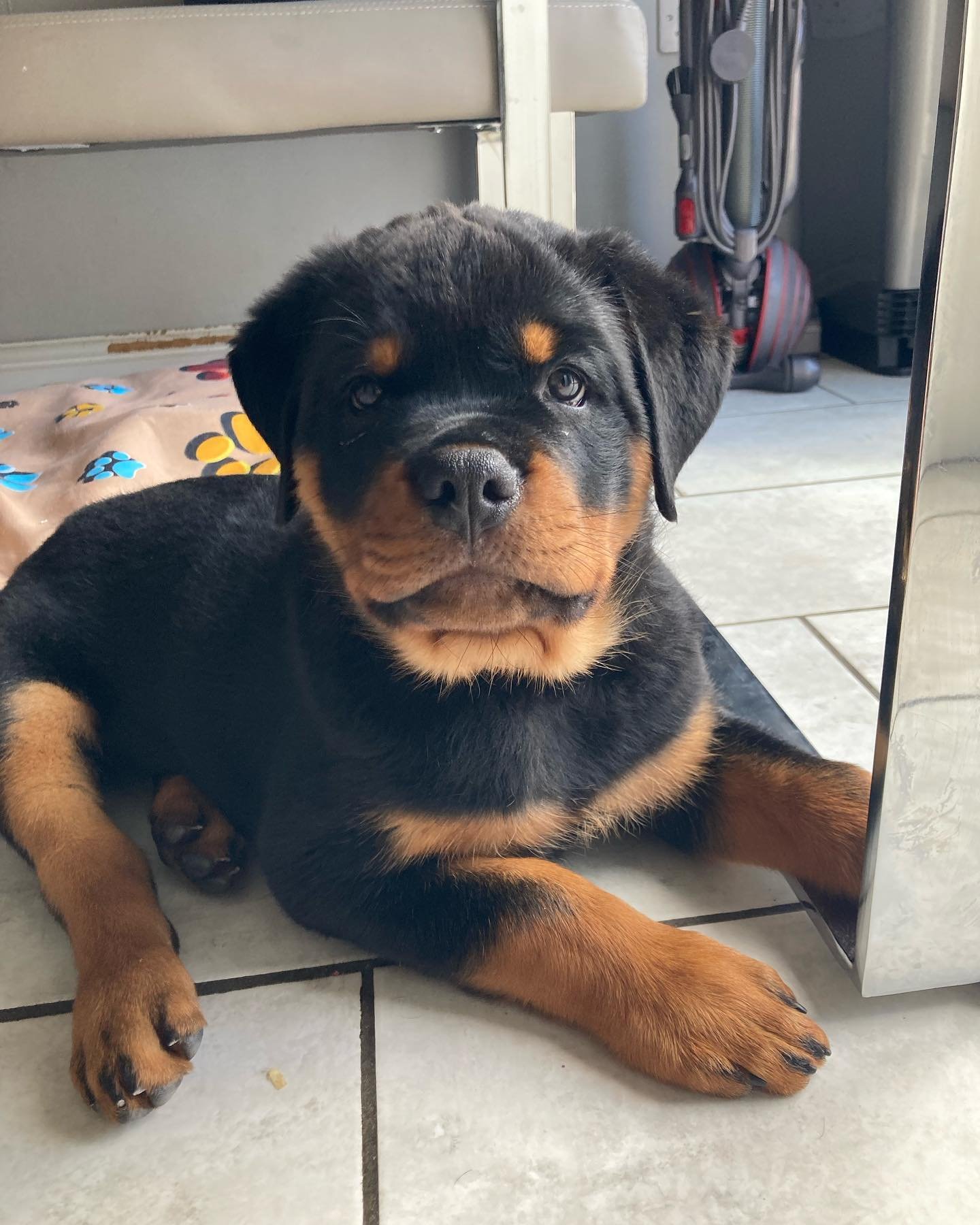 rottie