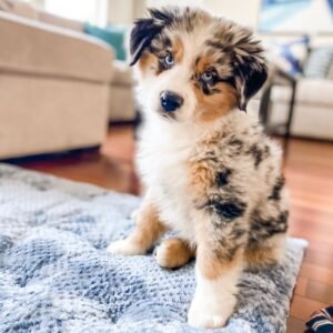 Milo