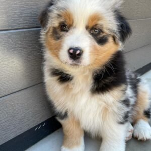 Nala