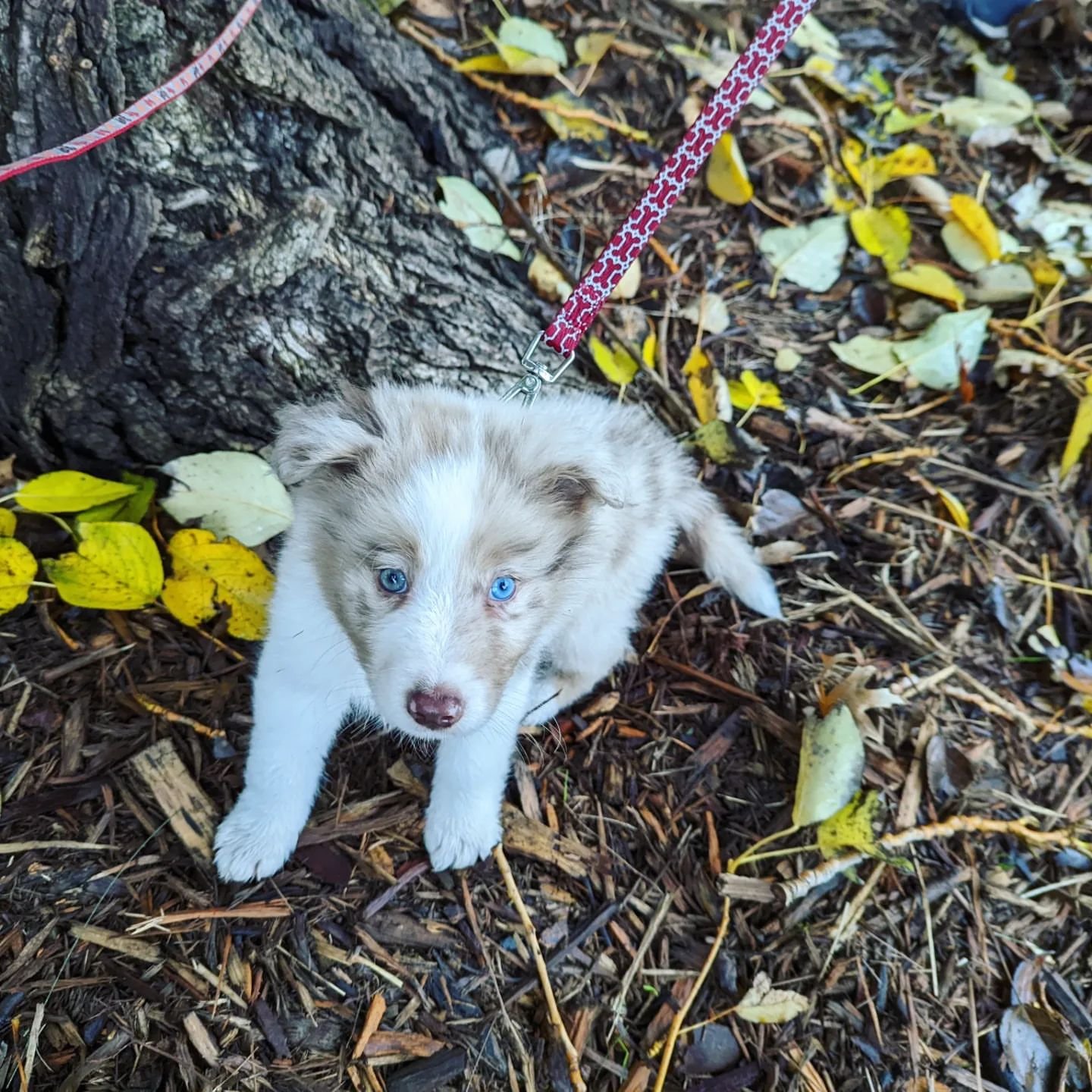 Ruby