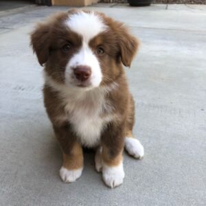 Josie