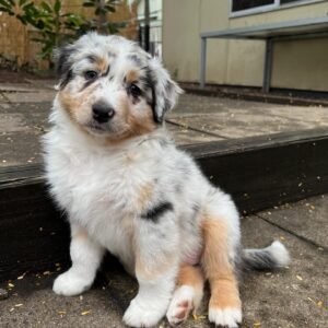 Charlie
