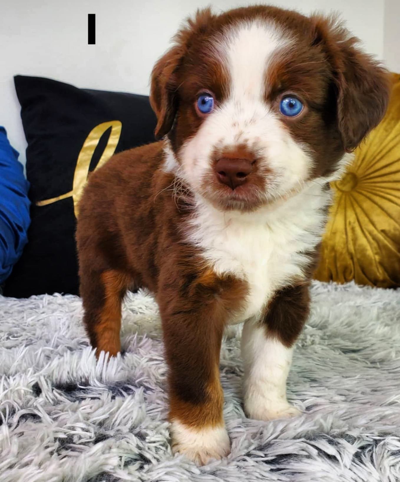 Dora