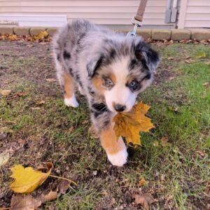 Penny