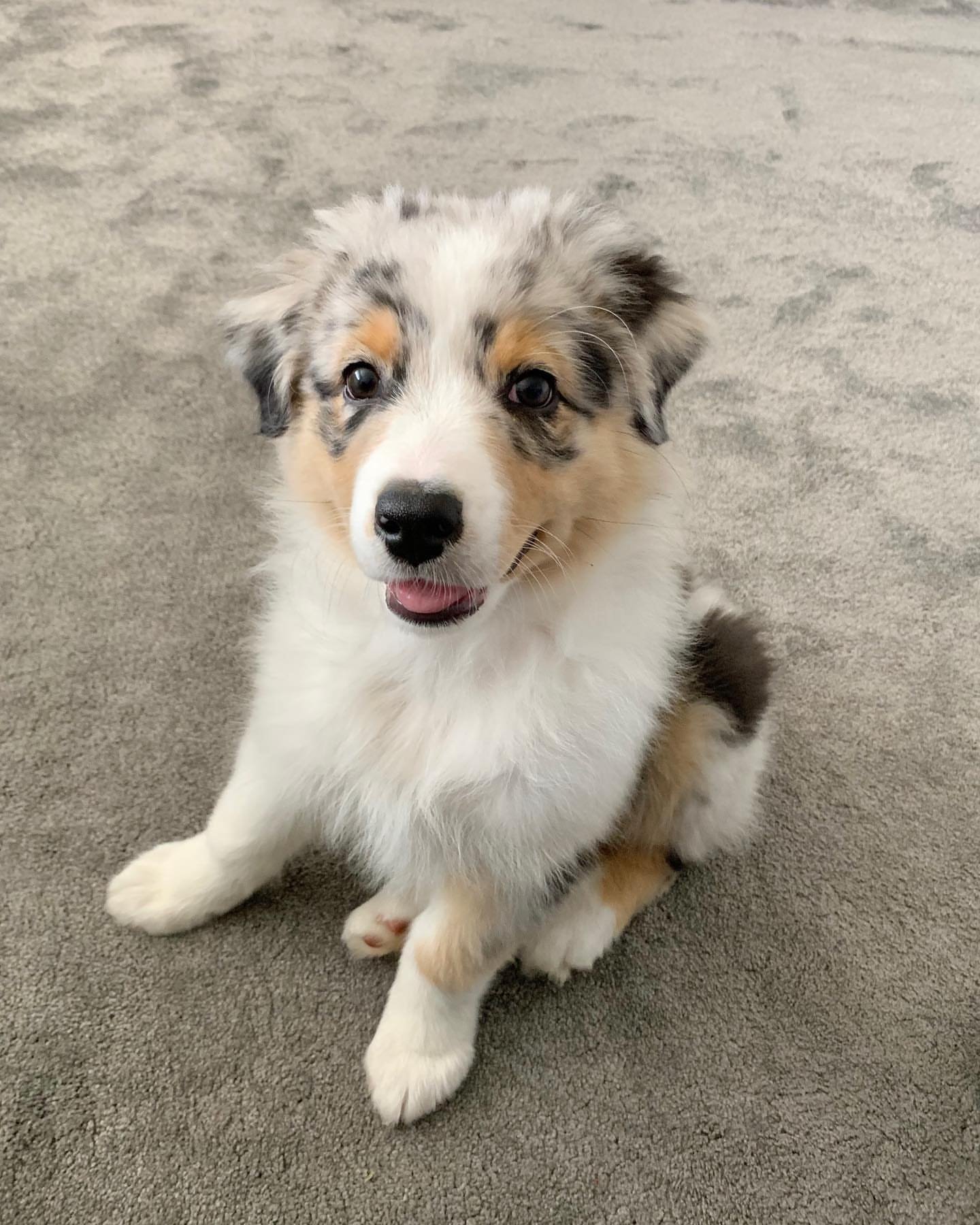 Toby
